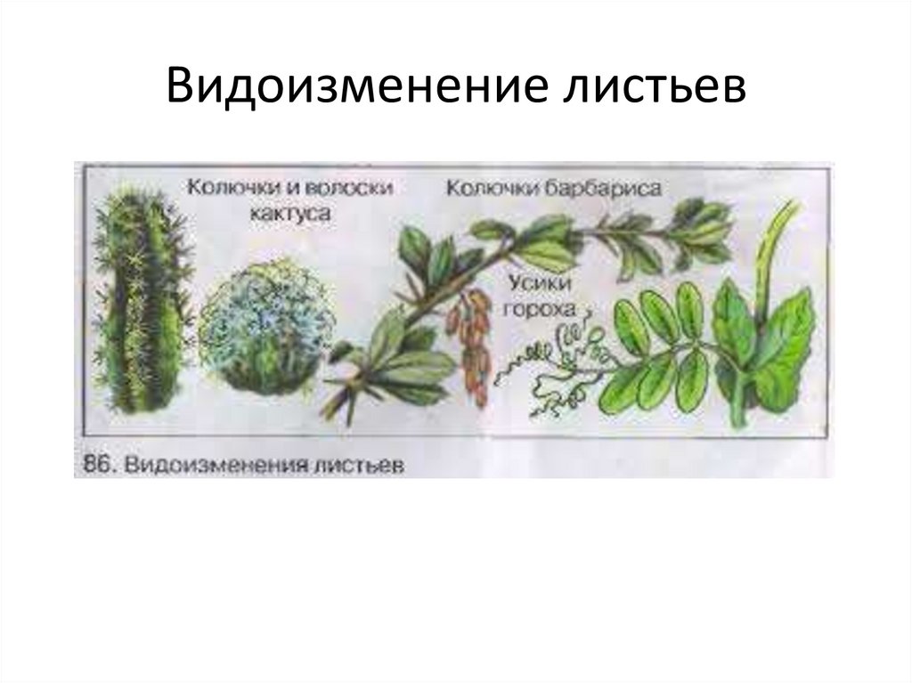 Видоизмененные листья примеры. Видоизменение листа шиповника. Видоизменения листьев. Видоизменения листьев ЕГЭ. Видоизменение листьев шиповника.