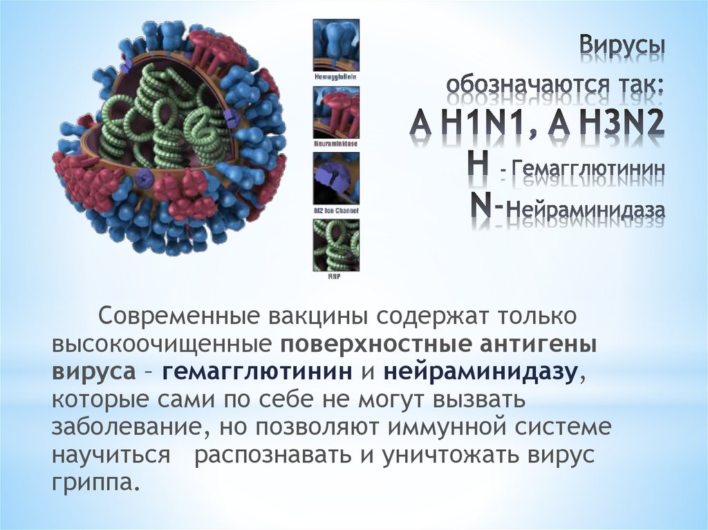 Нейраминидаза вируса гриппа. Гемагглютинин вируса гриппа. Гемагглютинин и нейраминидаза вируса гриппа. Антигены вирусов гемагглютинин.