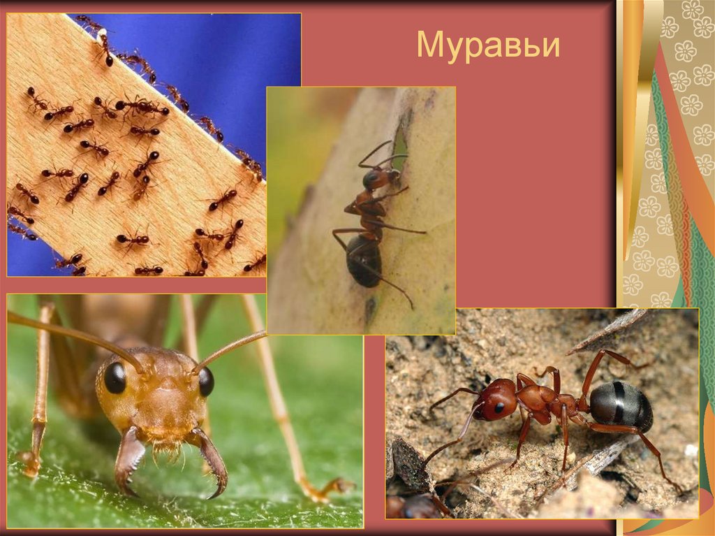 Презентация про муравья