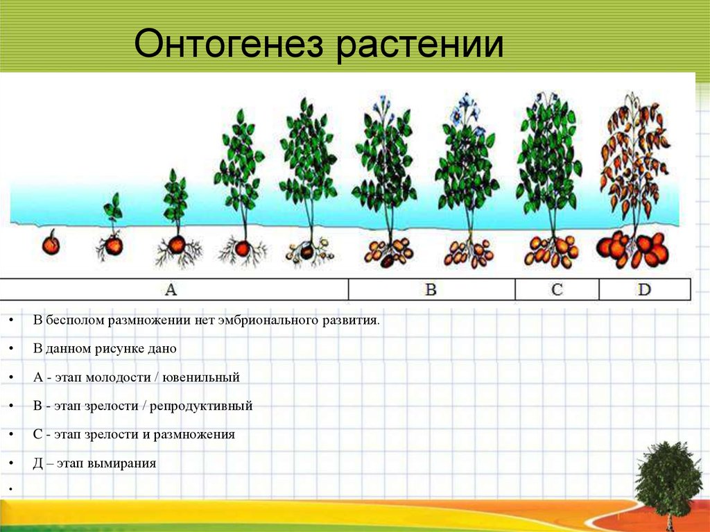 В чем особенность процесса роста у растений. Периодизация онтогенеза цветковых растений. Онтогенез цветковых растений таблица. Основные этапы онтогенеза растений. Стадии онтогенеза растений.