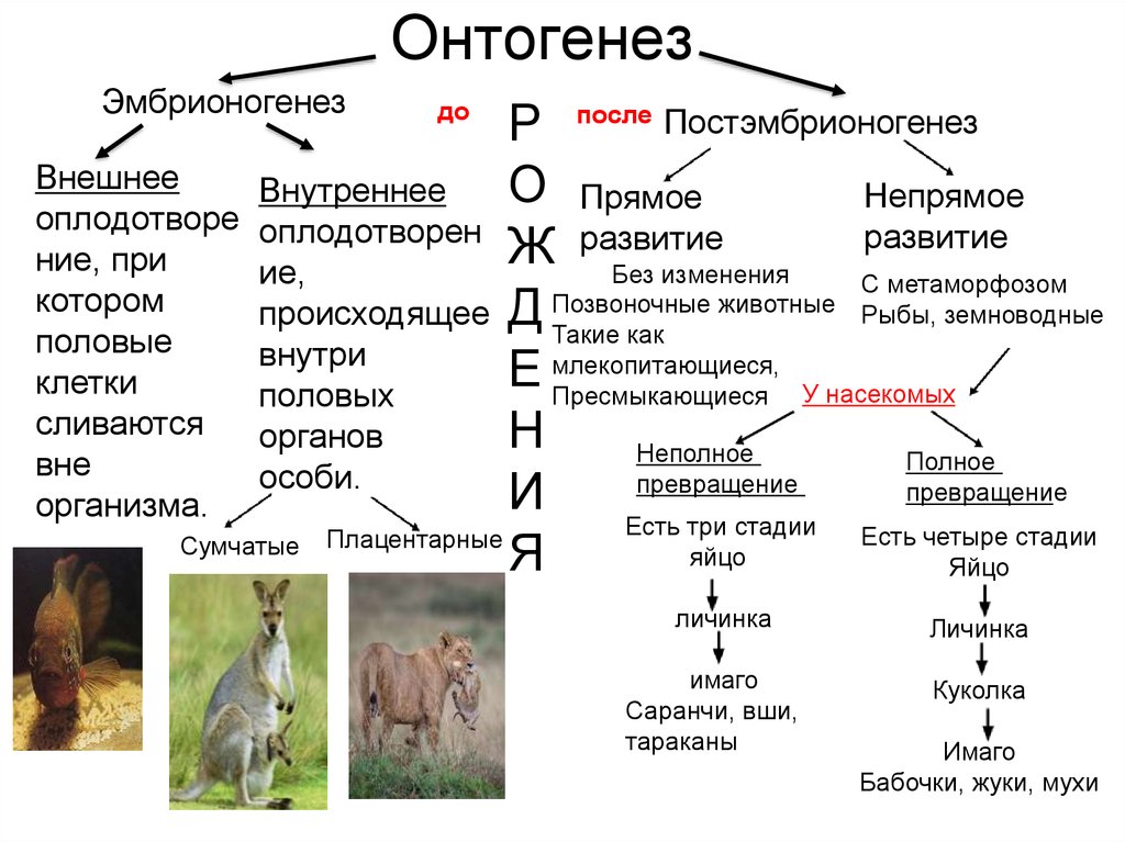 Прямое и непрямое развитие организмов презентация