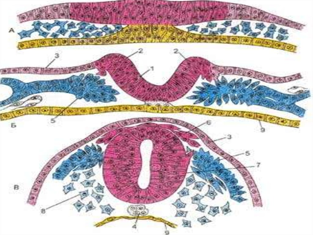 Эмбриология гистология. Эмбриональный гистогенез. Эмбриология органогенез гистология. Гистогенез нервной ткани гистология. Эмбриональный гистогенез гистология схема.