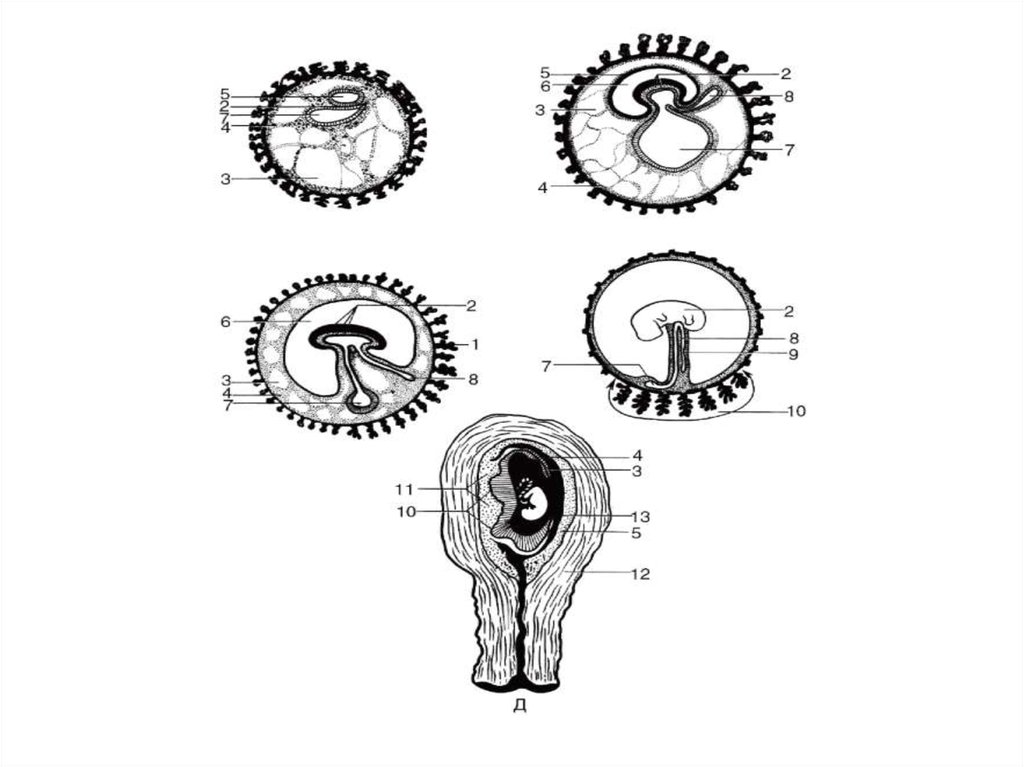 На рисунке иллюстрирующем развитие зародыша птицы провизорные органы отмечены цифрами