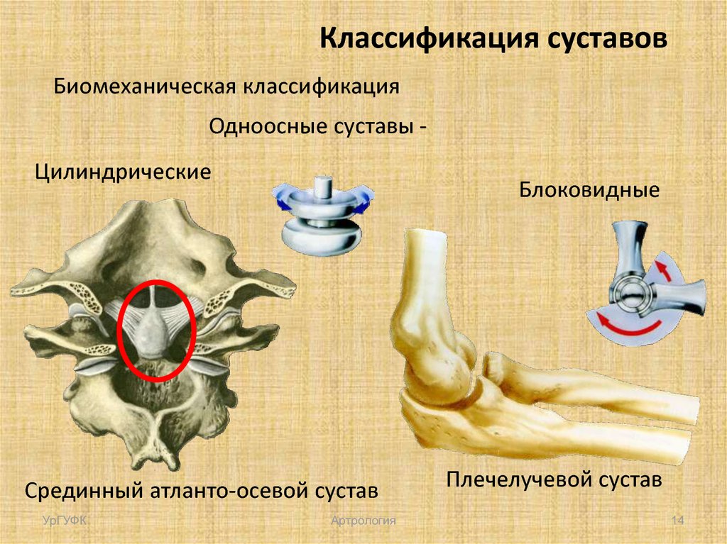 Оси суставов