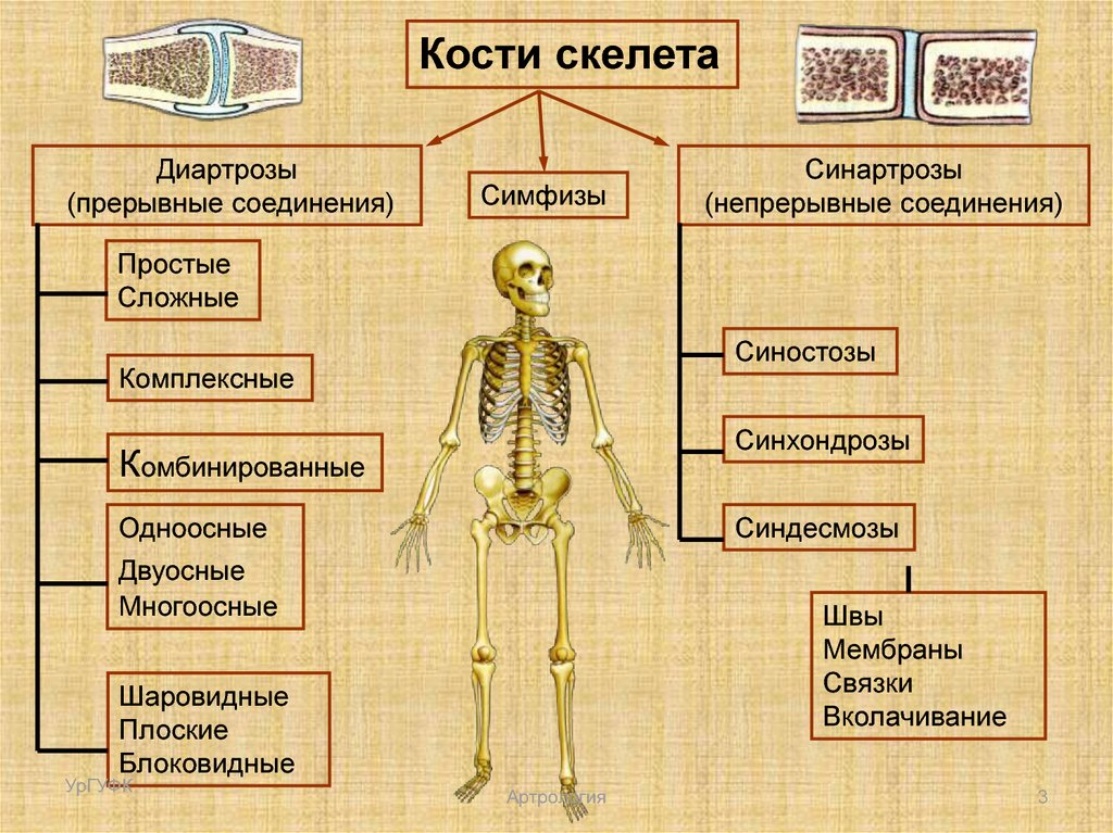 Соединение костей туловища. Примеры синартрозов в скелете.