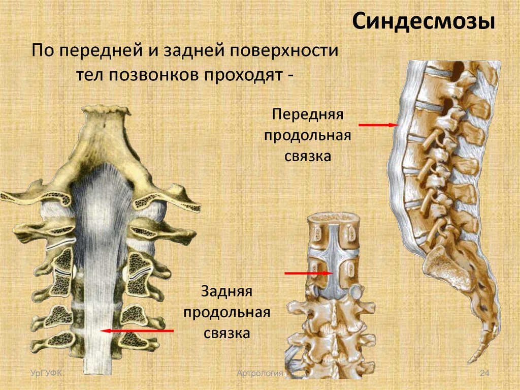 Соединение костей позвоночника. Тип соединения костей в позвоночнике. Вид соединения костей в позвоночном столбе. Задняя продольная связка позвоночника. Кости позвоночника тип соединения