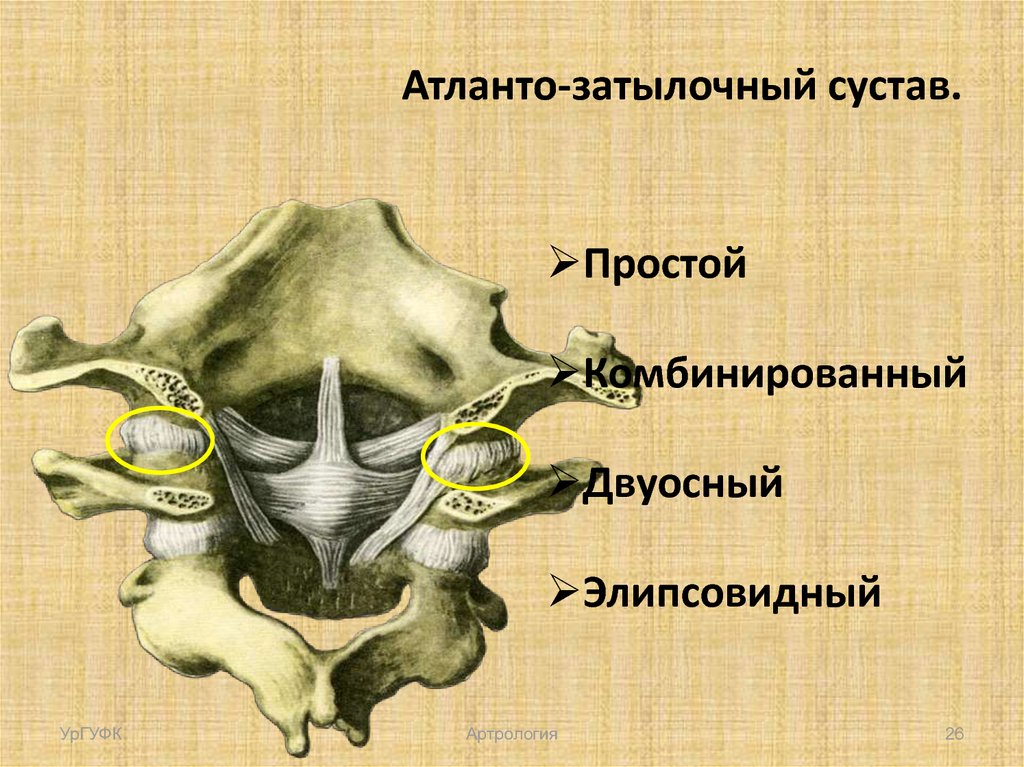 Атланто аксиальное сочленение