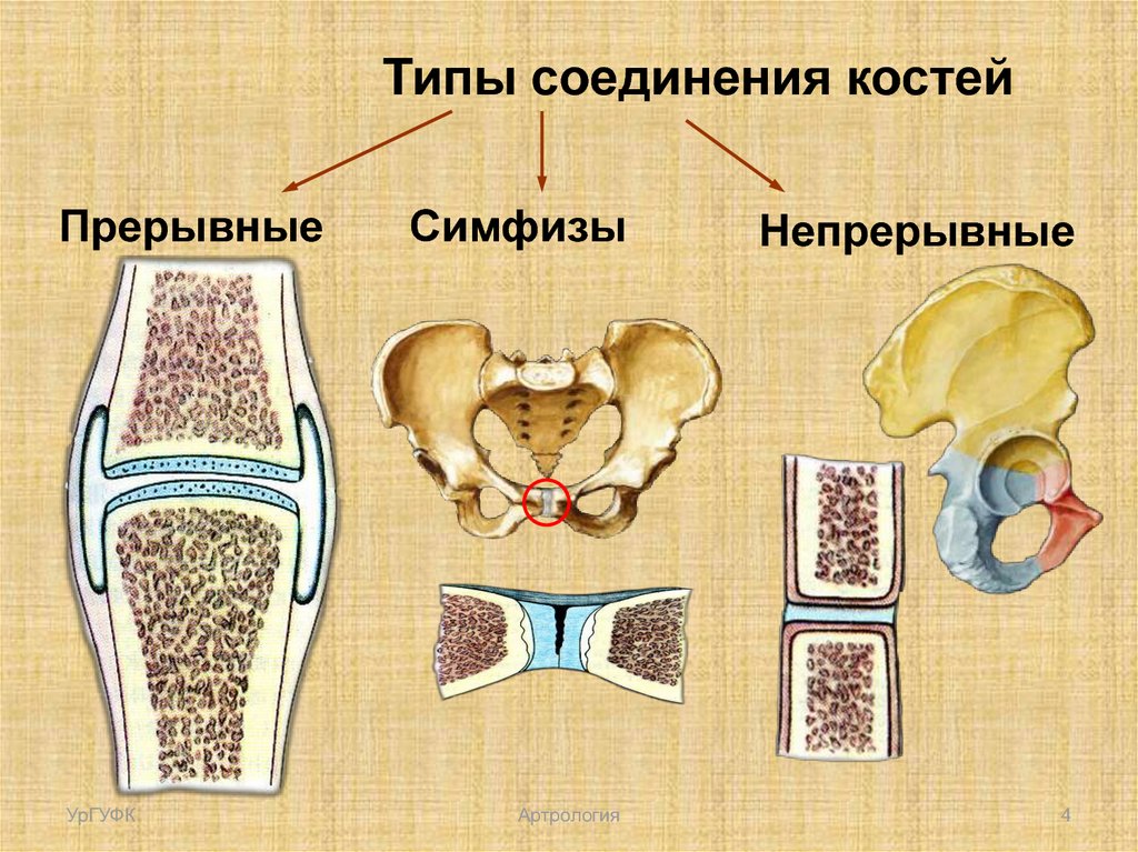 Функции соединения костей