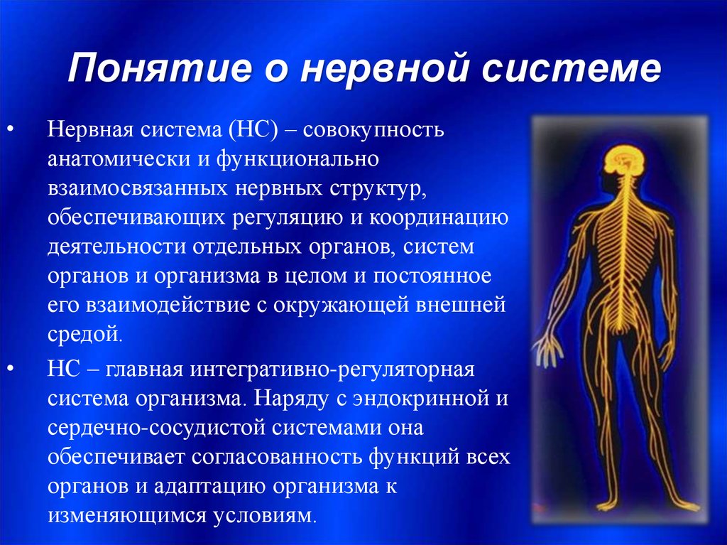 Какие органы входят в нервную систему человека. Нервная система. Нервная система понятие. Структура нервной системы. Строение нервной системы человека.