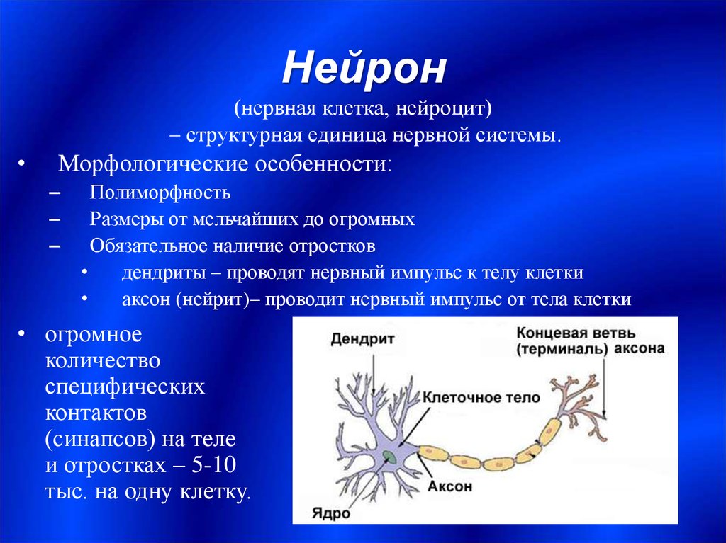 Как называется короткий нейрона. Нейрон. Строение нейрона. Нервная клетка Нейрон. Аксон отросток нервной клетки.