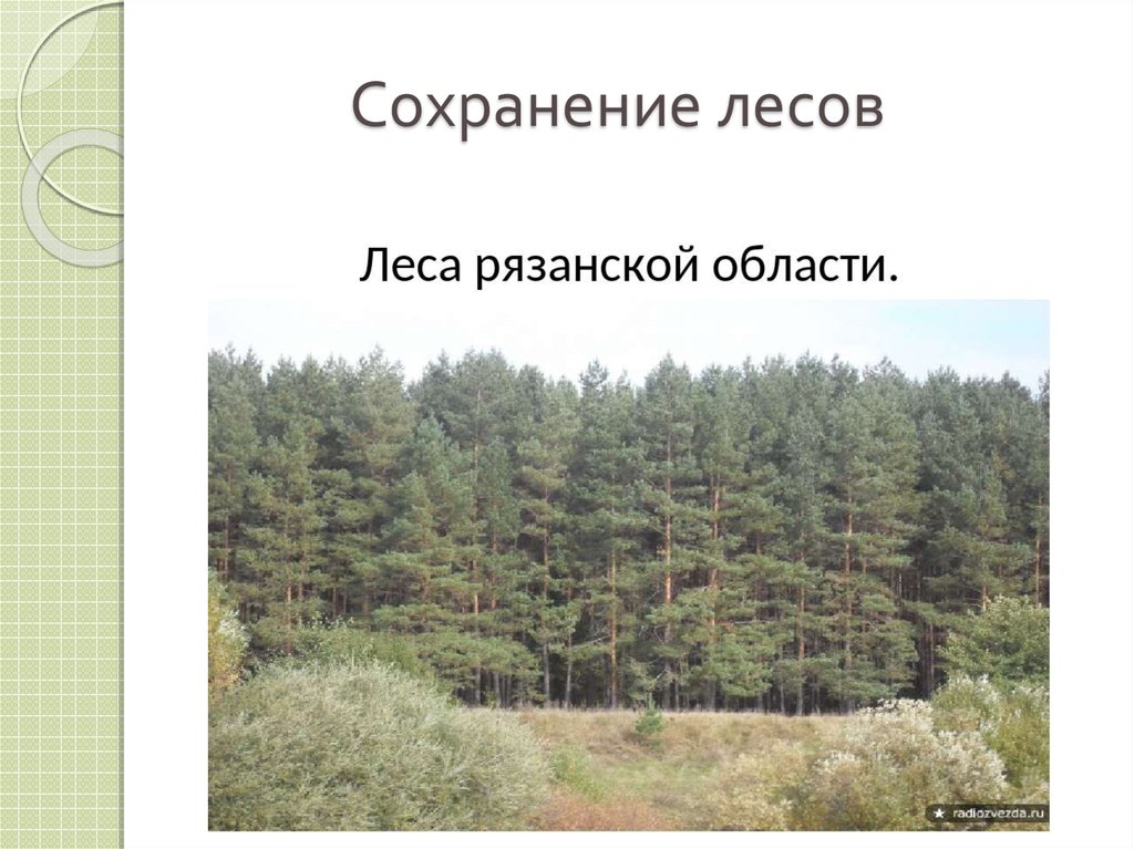 Охрана лесов в россии. Сохранение лесов. Проект сохранение лесов. Национальный проект сохранение лесов. Региональный проект сохранение лесов.