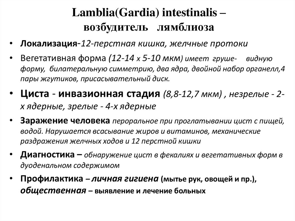 Lamblia(Gardia) intestinalis – возбудитель лямблиоза