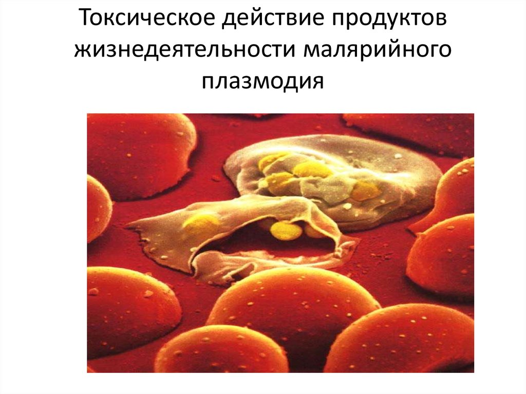 Токсическое действие продуктов жизнедеятельности малярийного плазмодия