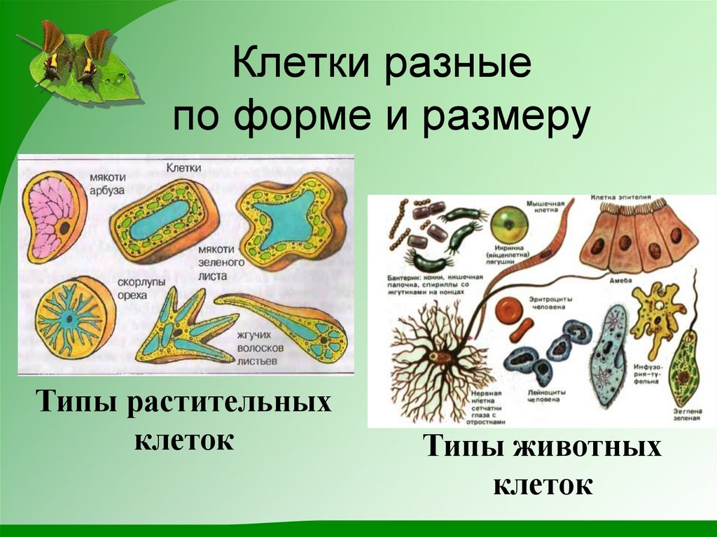 Пример растительной клетки. Типы растительных клеток. Типы животных клеток. Разнообразие животных клеток. Строение различных видов клеток.