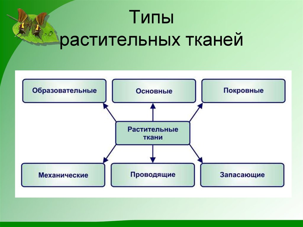 Типы тканей растений. Схема классификация тканей растений. Классификация растительных тканей схема. Растительные ткани схема. Схема типы тканей растений.