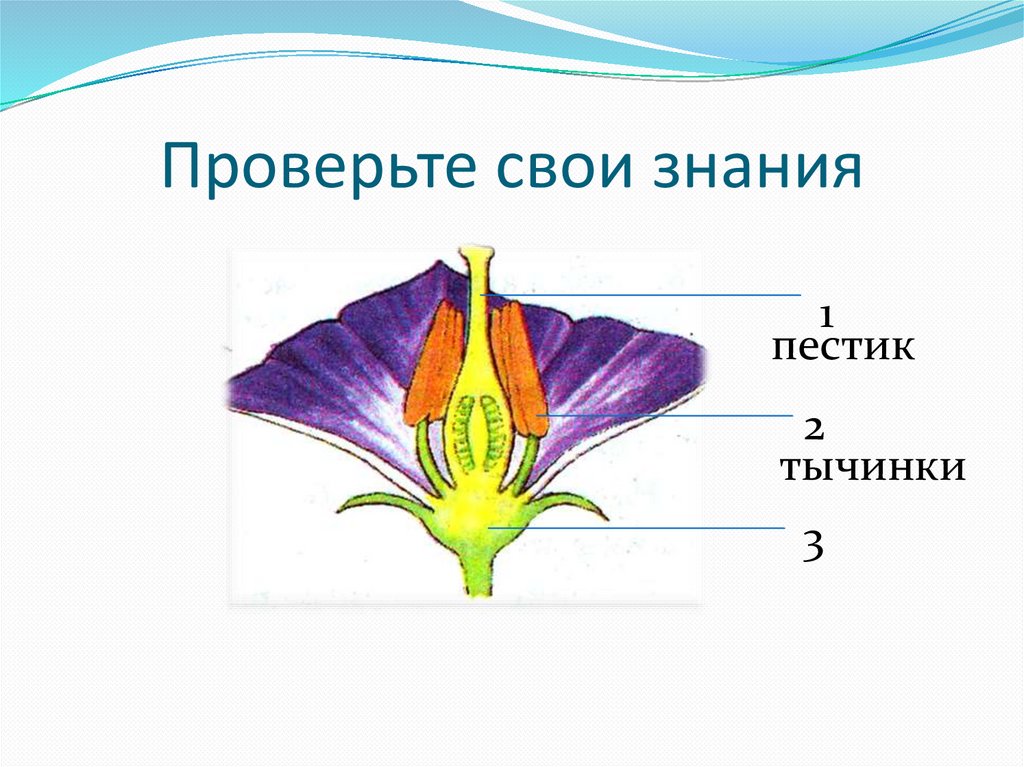 Какого строение цветка. Строение цветка шалфея. Строение цветка 3 класс окружающий мир. Гербера строение цветка. Строение цветка гидноры.