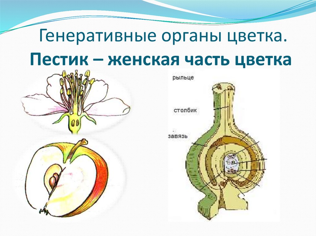 Генеративное обучение. Генеративные органы цветка. Генеративные органы это органы. Подробное строение пестика.