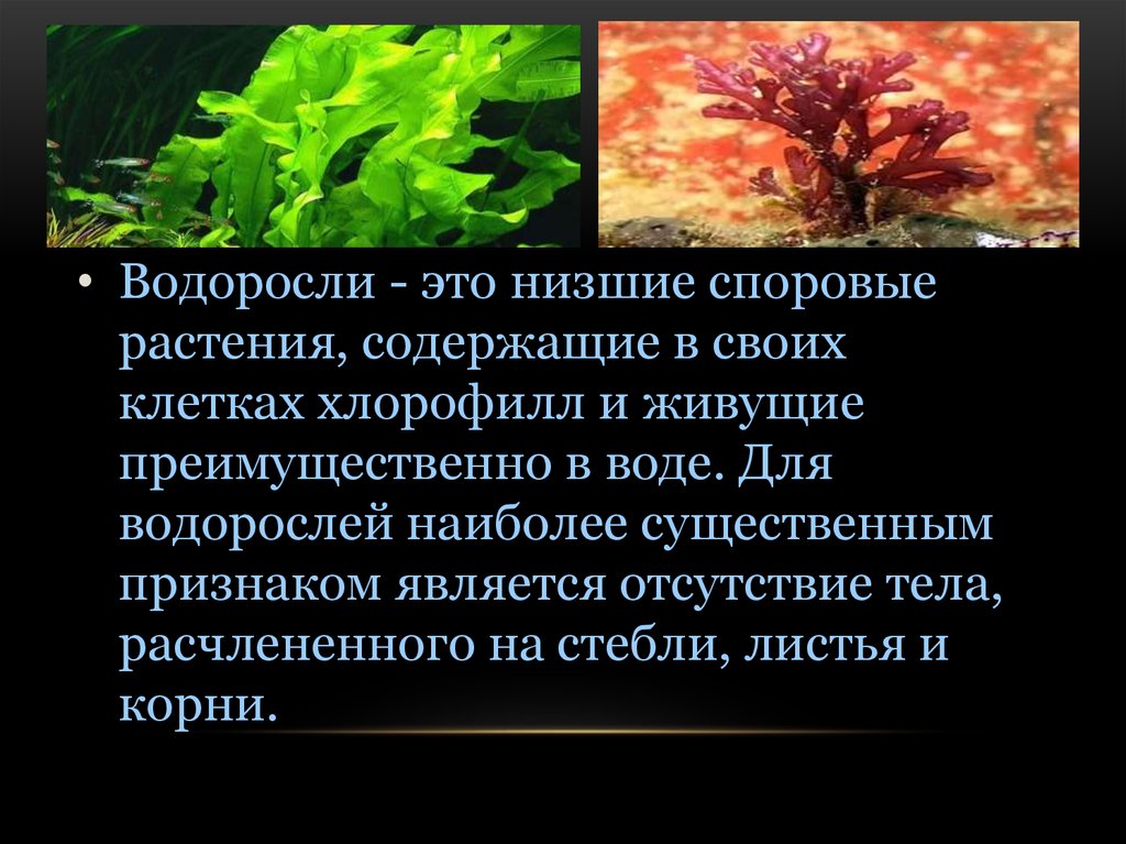 Водоросли их разнообразие и значение в природе