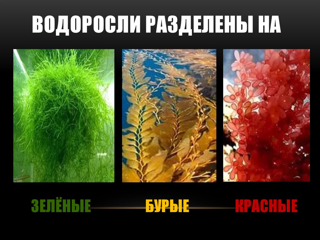 Разные водоросли