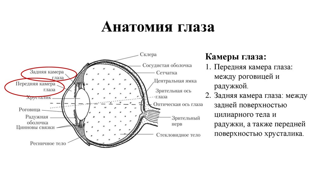 Сетчатка буква. Зрительная ось глазного яблока. Наружная ось глазного яблока анатомия. Строение глаза Зрительная ось. Оси глаза анатомия.