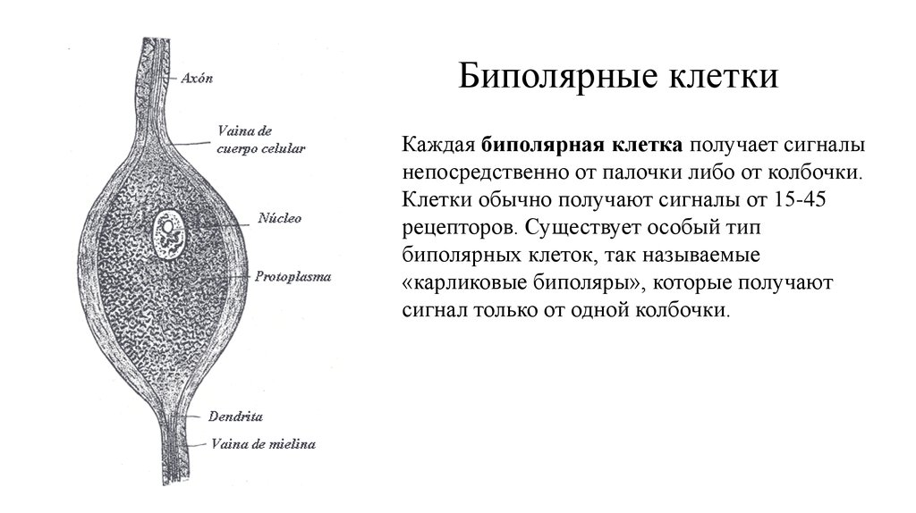 Горизонтальные клетки. Биполярные клетки сетчатки функции. Биполярные клетки строение и функции. Биполярные клетки сетчатки строение и функции. Строение биполярных клеток сетчатки глаза.