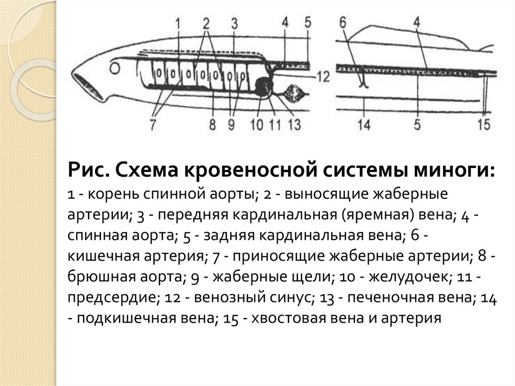 Ланцетник кровеносная система схема