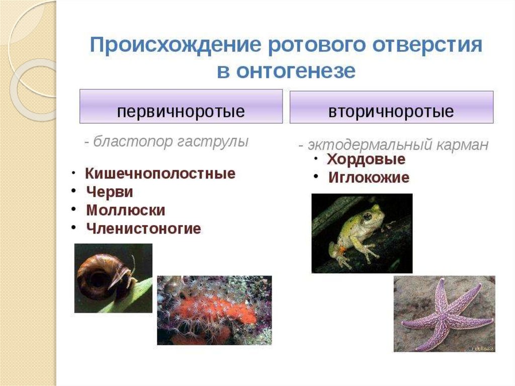 Есть ли целомические животные не укладывающиеся в схему первично и вторичноротости