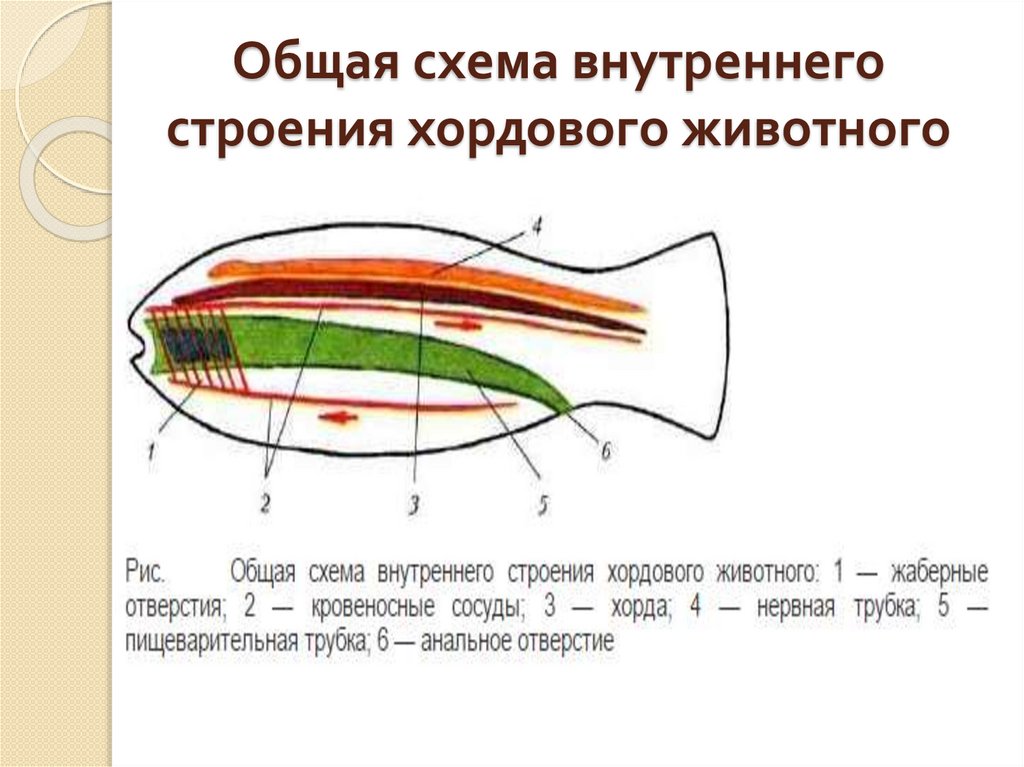 Схема строения хордовых