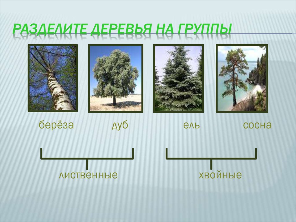 Береза дуб сосна. Группы деревьев хвойные и лиственные. Деревья делятся на лиственные и хвойные. Разделение деревьев на хвойные и лиственные. Хвойно-лиственные группы растений.