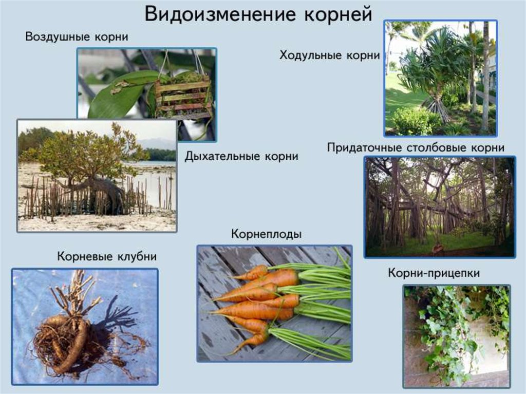 Подготовка электронной презентации сообщение на тему разнообразие видоизменений органов растений