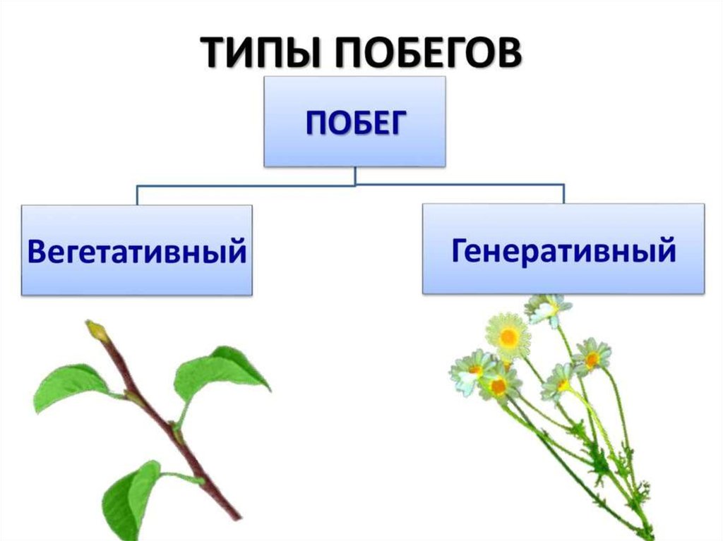 Корень генеративный орган растений