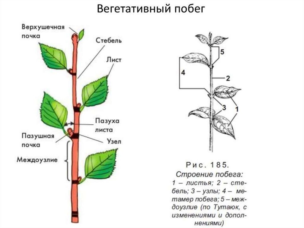 Вегетативные органы лист побег. Строение побега. Схема строения побега рисунок. Строение вегетативного побега. Стебель верхушечная почка.