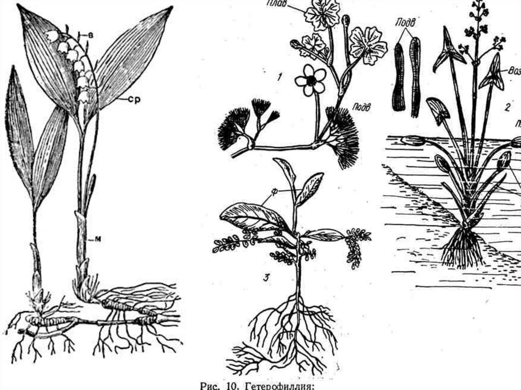 Рисунок стрелолиста разная форма листьев. Гетерофилия Водный Лютик. Стрелолист гетерофилия. Стрелолист обыкновенный гетерофилия. Гетерофилия листьев.
