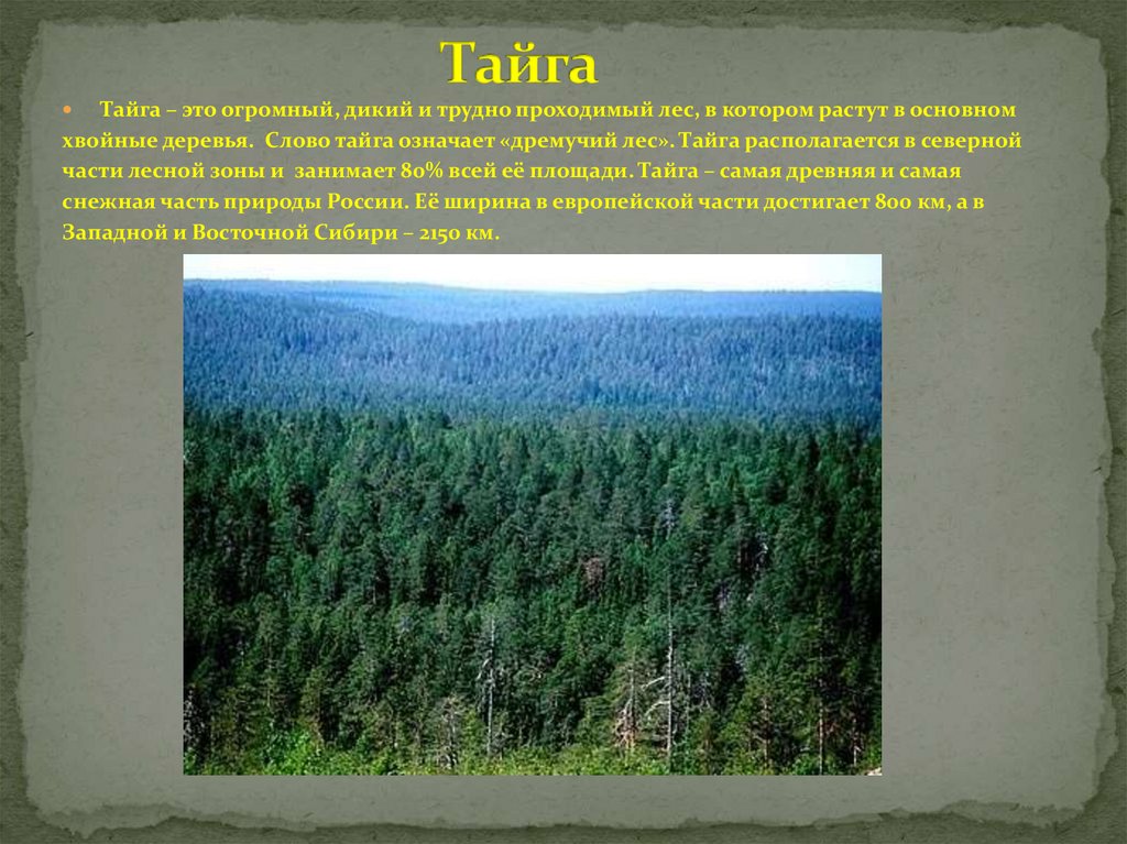 Протяженность тайги по направлениям в градусах. Тайга слово. Тайга лес в котором растут. Тайга презентация. Восточно-Сибирская Тайга доклад.