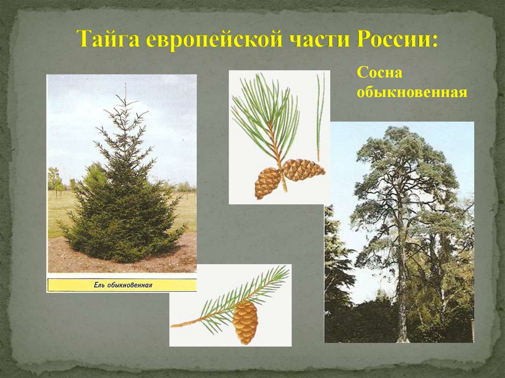 Назови хвойные. Хвойные растения названия. Хвойные растения России. Хвойные деревья тайги. Растения тайги сосна.