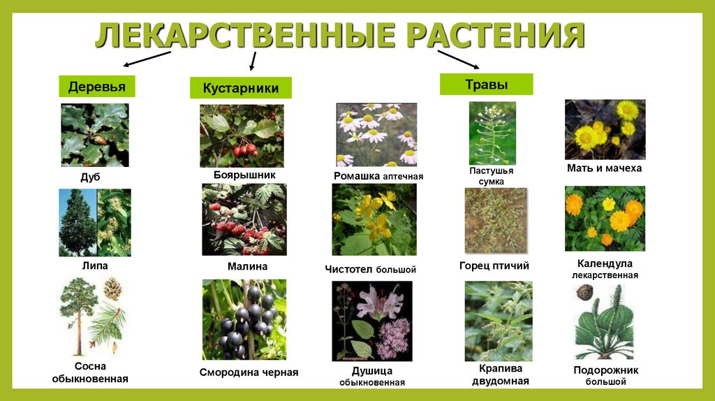 Трав и узнать какие. Целебные растения. Травы названия. Растения Владимирской области. Лекарственные кустарники.