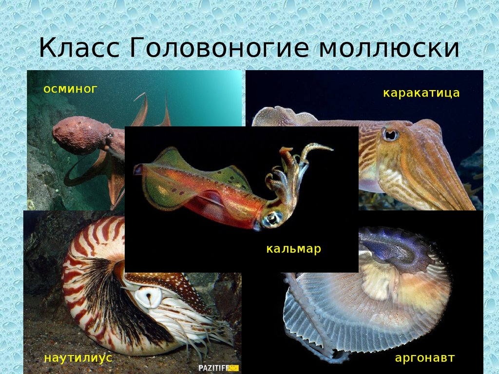Три примера животных моллюски. Тип моллюски класс головоногие представители. Головоногие моллюски представители 7 класс. Класс головоногие моллюски 7 класс биология. Класс головоногиемоллбск.