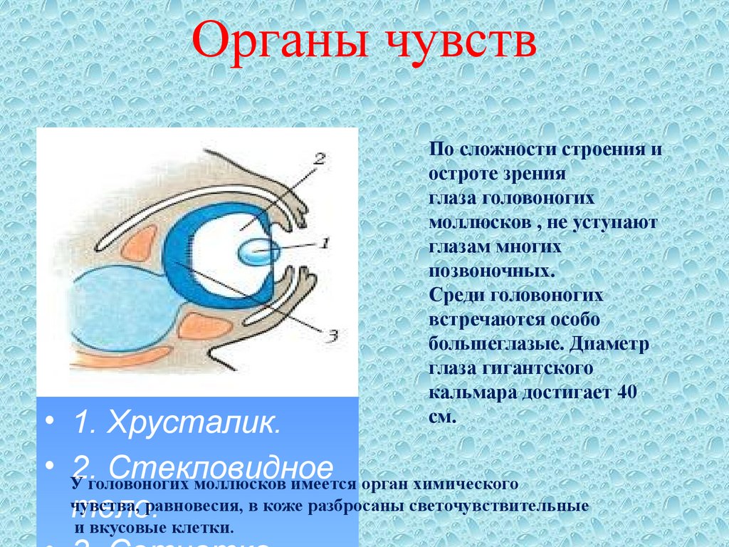 Органы чувств моллюсков. Схема строения глаза головоногого моллюска. Схема строения глаза головоногих моллюсков. Органы чувств. Строение органов чувств.