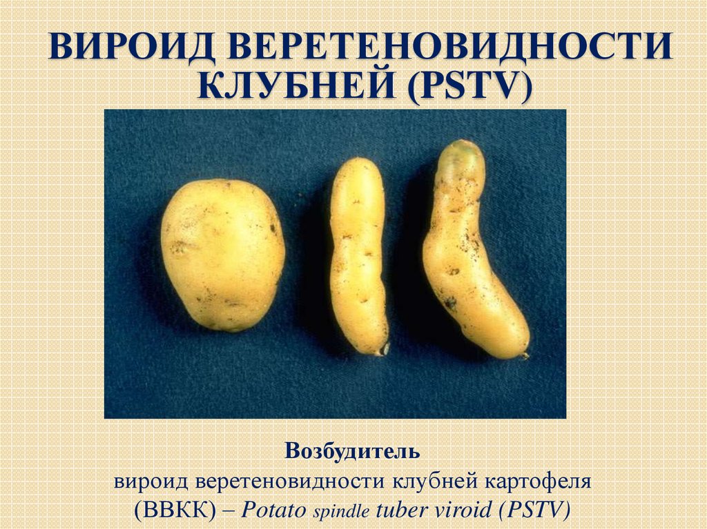 Болезни картошки описание с фотографиями