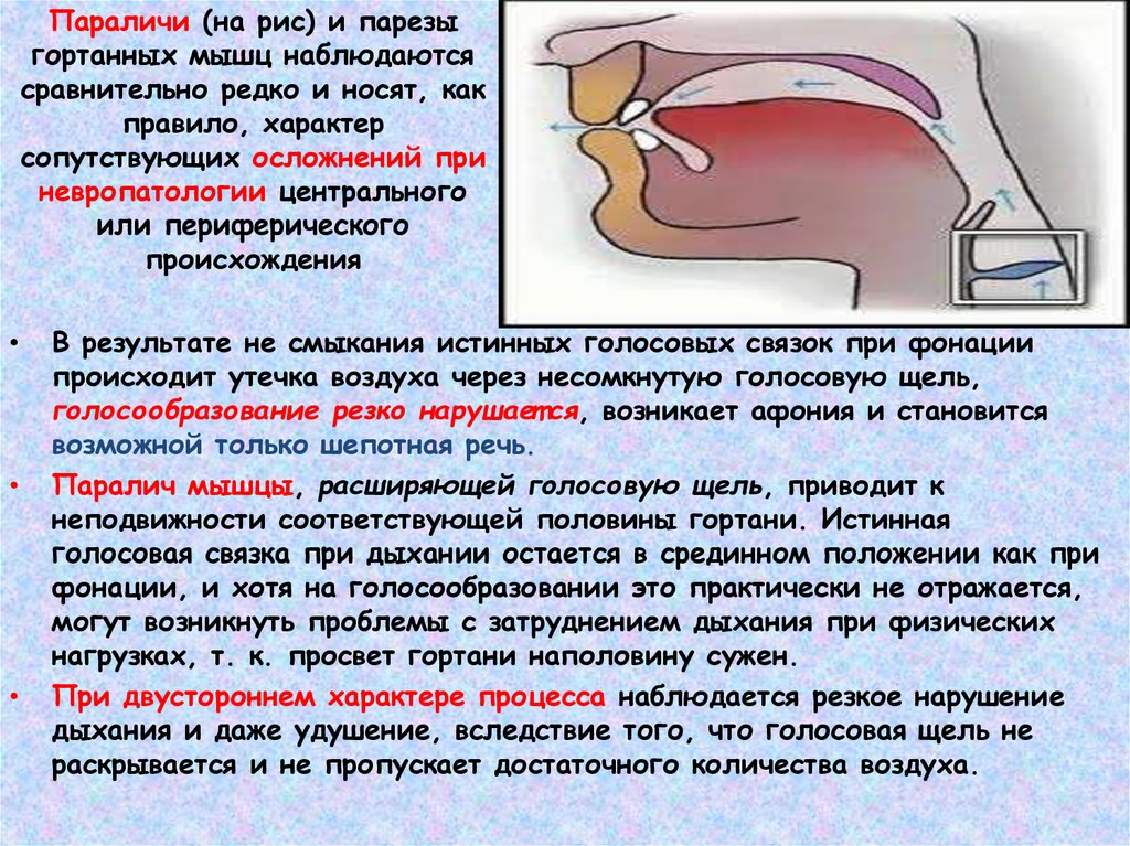 Анатомия физиология и патология органов речи