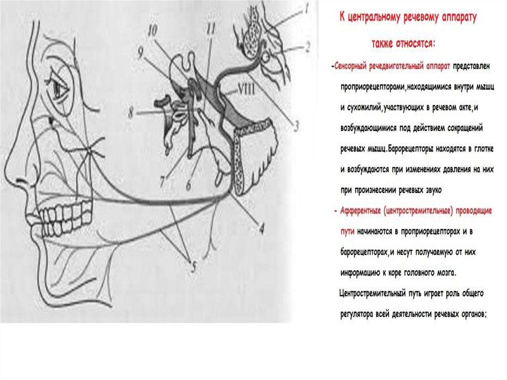 Анатомия физиология и патология органов речи. Анатомия и физиология органов речи. К центральному речевому аппарату относятся. Проводящие пути центрального речевого аппарата. Карта схема патологии органов речи.