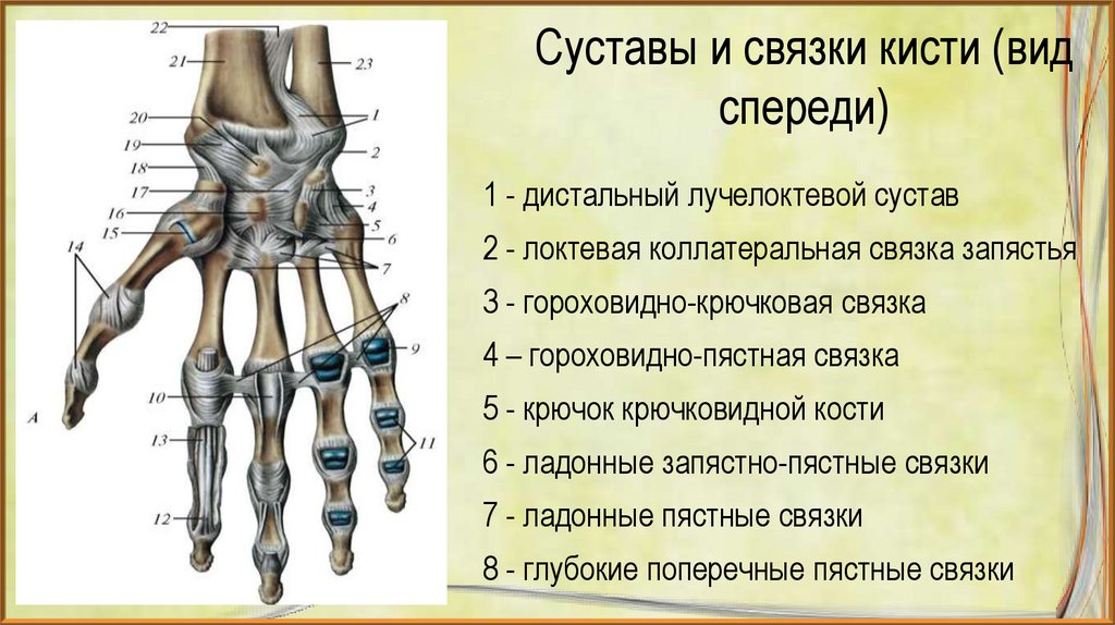 Поставить на 4 кости. Запястно-пястный сустав кости. Связки запястно-пястного сустава 1 пальца. Пястно фаланговый сустав 1 пальца кисти анатомия. 5 Пястно фаланговый сустав.