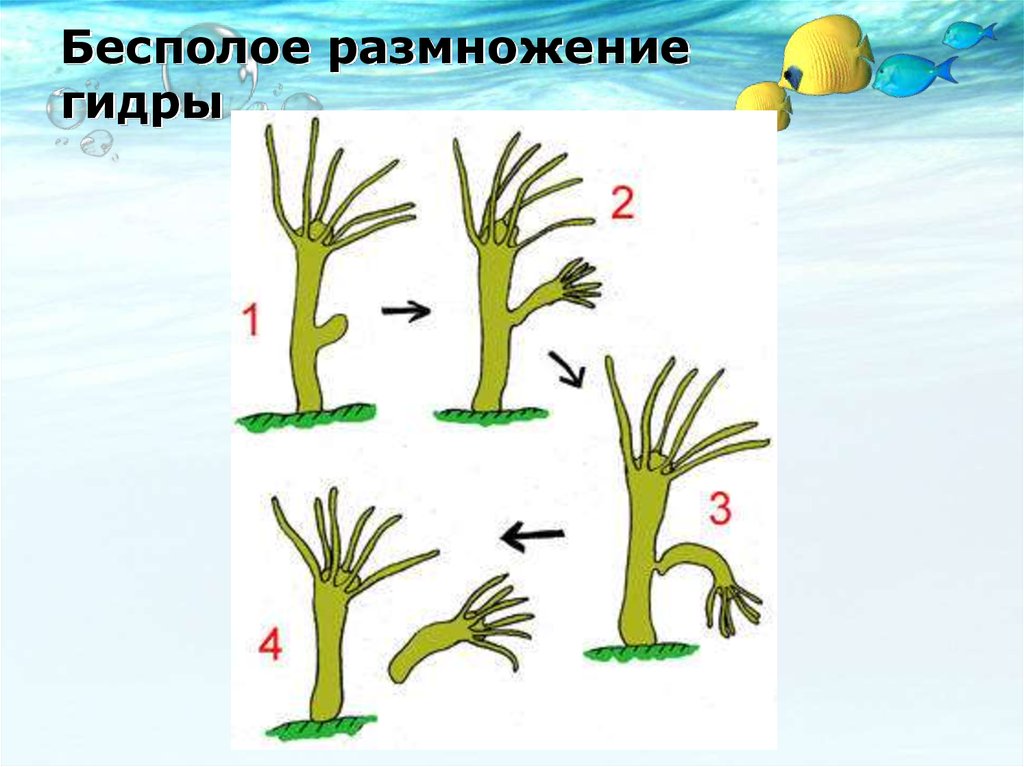 Размножение гидры биология