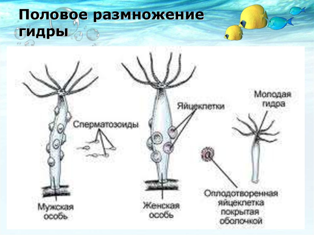 Какой способ размножения изображен на рисунке гидры