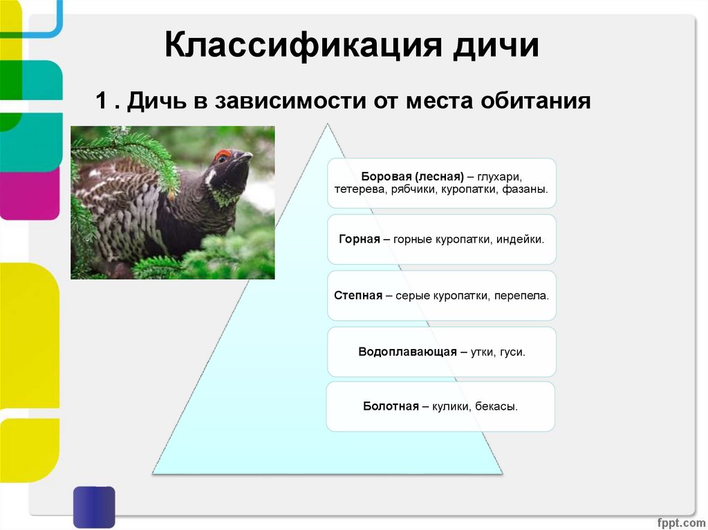 Систематика птиц презентация