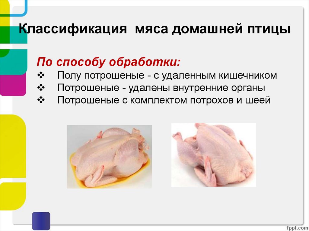 Мясо птицы презентация