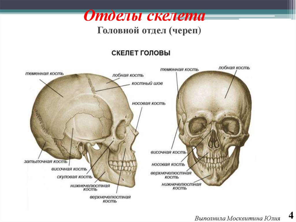 Скелет головы схема