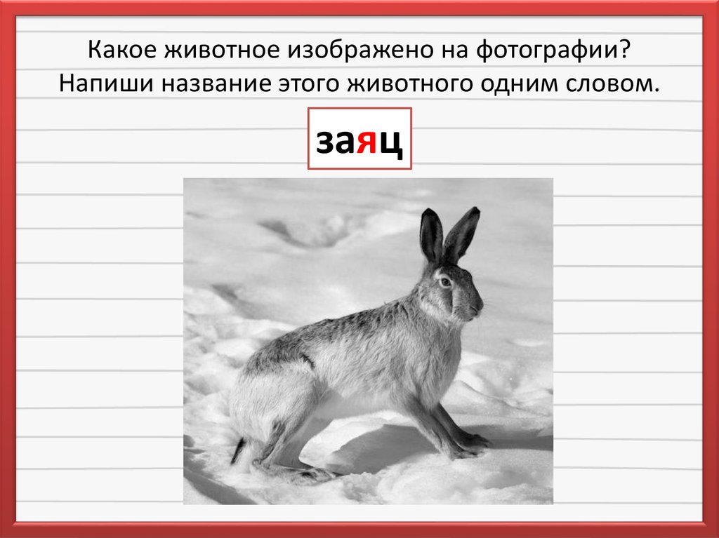 Многие думают что заяц впр. Словарное слово заяц. Заяц родственные слова. Словарное слово заяц в картинках. ВПР заяц.