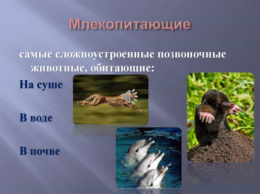 Водные млекопитающие примеры. Животные обмтающие на суши. Млекопитающие в воде. Разнообразие млекопитающих. Животные которые живут на суше.