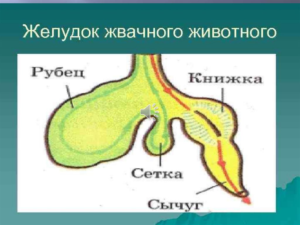 Особенность желудка жвачных парнокопытных. Отделы сложного желудка жвачных млекопитающих. Строение многокамерного желудка жвачных млекопитающих. Строение желудка жвачных млекопитающих. Строение желудка жвачного парнокопытного.